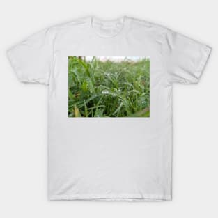 Morning Dew T-Shirt